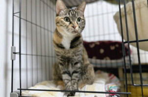 猫、かれんちゃんのペットシッター