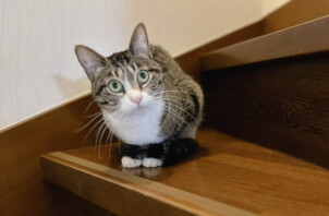 猫、こころちゃんのペットシッター