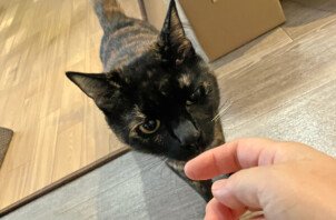 猫、したんちゃんのペットシッター