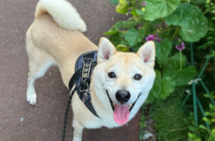 豆柴、小太郎ちゃんのペットシッター