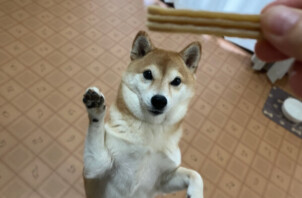 豆柴、風子ちゃんのペットホテル