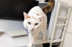 猫、お嬢ちゃんのペットシッター