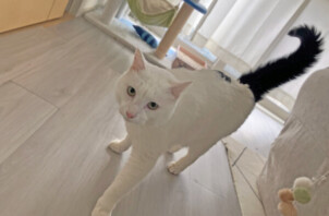 猫、組長ちゃんのペットシッター