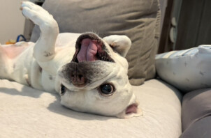 吹田市のペットシッターワンちゃんのお世話です！🐶