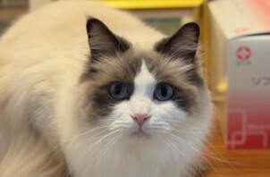 青葉区　にゃん太くん