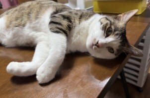 甘えてくれて 癒されました😸😊