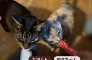 東大阪市のペットシッター猫ちゃんのお世話🐱
