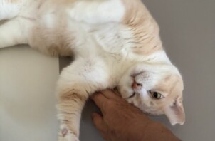 豊中市のペットシッター猫ちゃんのお世話です！🐱