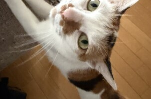 豊中市のペットシッター猫ちゃんのお世話です！🐱