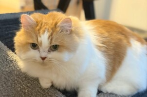 青葉区　チャイさん