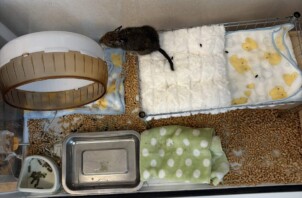 歌うアンデスのネズミ
