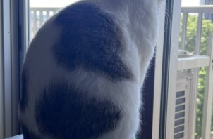 【お世話報告】甘えん坊の無限ループ！不思議な姿勢でくつろぐむにおちゃん