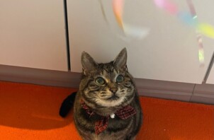 青葉区　でんこちゃん