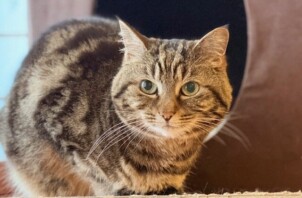 猫のお世話　ころすけちゃん・ちよまるちゃん