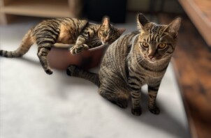 東大阪市のペットシッター猫ちゃんのお世話🐱