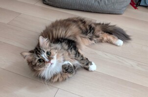 旭区のポポちゃん　旭区のペットシッターＢｏｗｗｏｗばうわう