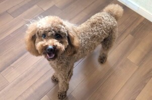 保土ケ谷区のピノくん　保土ケ谷区のペットホテルBowwowばうわう