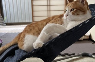 キキくん、ジジくん、ミミちゃん