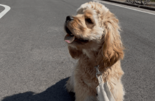コッカースパニエルのアンバーちゃん、チンチラのポポちゃんのお世話🐕🐭😀🤚