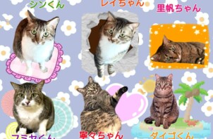 猫ちゃんのお留守番はペットシッターにおまかせください😊
