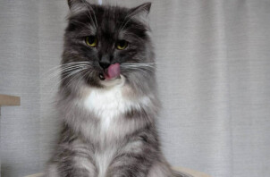 人見知り猫ちゃんのお留守番🐱