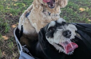 わんちゃんのお散歩代行🐶夏はカートで安全に🎶