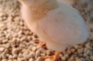さくらちゃん