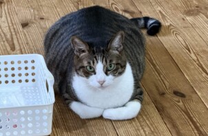 サバ白柄のかわいい猫ちゃんです🐈