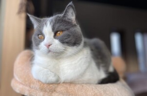 看板ねこ