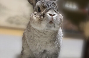 東大阪市のペットシッター小動物さんのお世話🐰