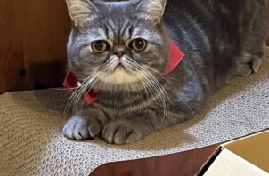 蘭丸くん