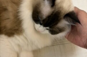 東淀川区のペットシッター猫ちゃんのお世話です！🐱🐱
