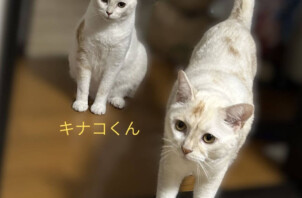 キナコくん、ミルクくんのお世話に行きました