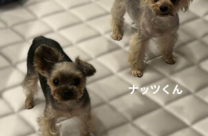 ナッツくん、ピノくんのお世話に行きました