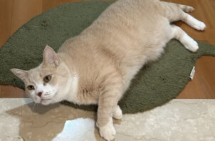ミル君、グウちゃん、しろちゃんのお世話に行きました