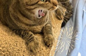 豊中市のペットシッター猫ちゃんのお世話です！🐱🐱