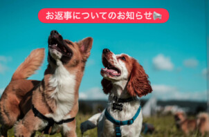 お返事についてのお知らせ📢