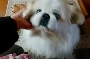 ロングヘアが素敵なペキニーズの男の子♪