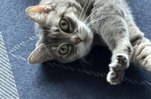 淀川区のペットシッター猫ちゃんのお世話です！🐱