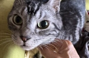 吹田市のペットシッター猫ちゃんのお世話です！🐱