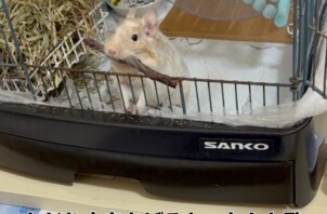デグーのみるくん