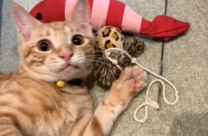 箕面市のペットシッター猫ちゃんのお世話です！！🐱🐱