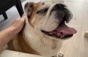 ブルドッグのワンちゃん🐕 かわいかったですよ🥰