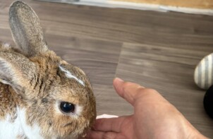 豊中市のペットシッターうさぎと文鳥のお世話です！🐰🦜