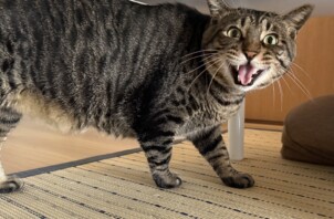 姿を見せてくれた猫ちゃん、ありがとう😄