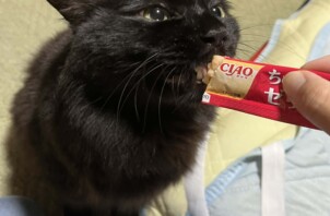 東大阪市のペットシッター猫ちゃんのお世話🐱