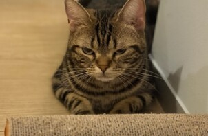 青葉区　ラテちゃん