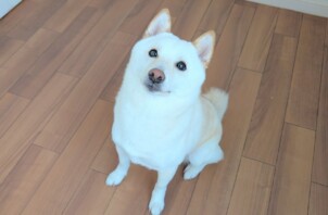 戸塚区のカイトくん　戸塚区のペットホテルBowwowばうわう