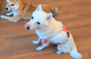 神奈川区のナユタくん、カナタくん　神奈川区のペットホテルＢｏｗｗｏｗばうわう