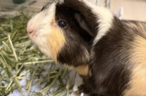 豊中市のペットシッターモルモットのお世話です！🐹